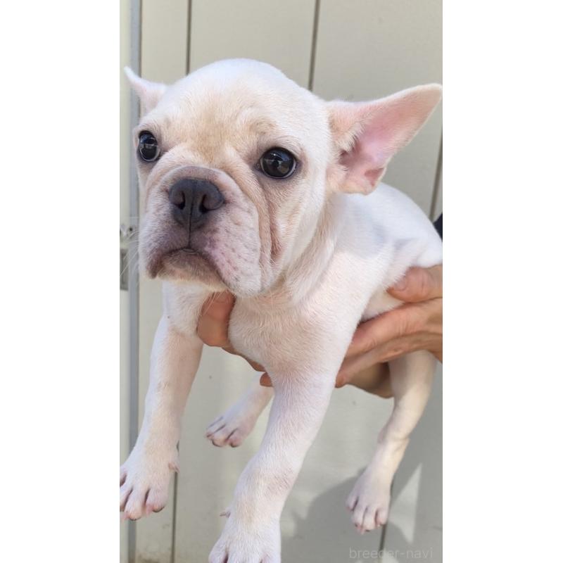 販売中の静岡県のフレンチブルドッグ-427967の3枚目