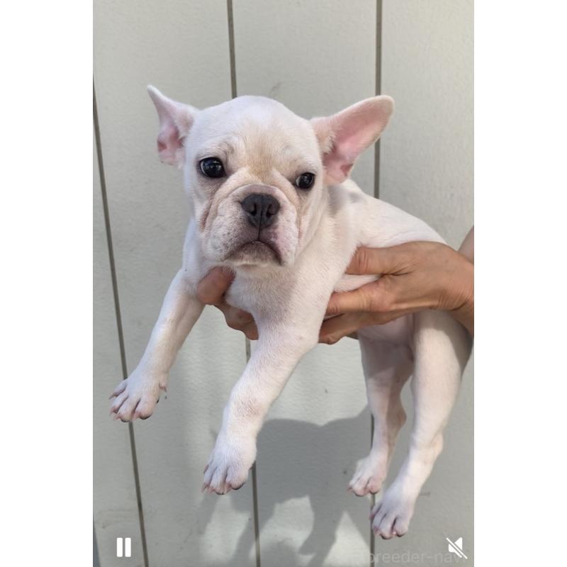 販売中の静岡県のフレンチブルドッグ-427967の2枚目