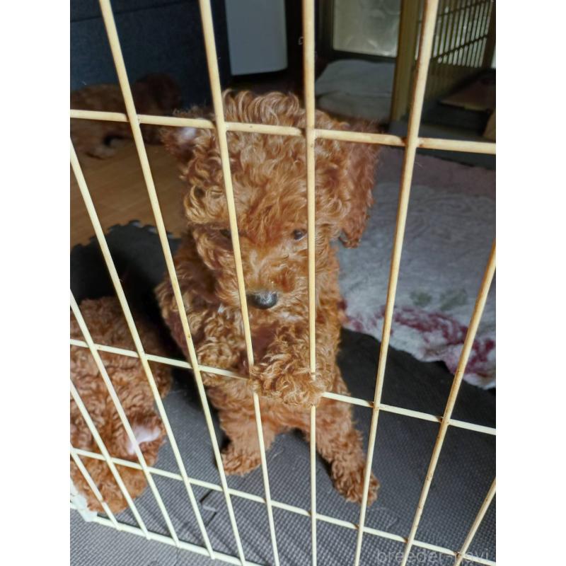 販売中の愛媛県のトイプードル-421683