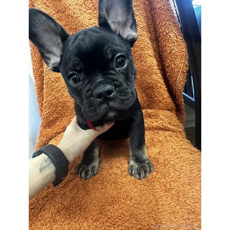 販売中の千葉県のフレンチブルドッグ-420544の1枚目
