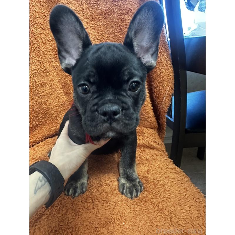 販売中の千葉県のフレンチブルドッグ-420544の5枚目