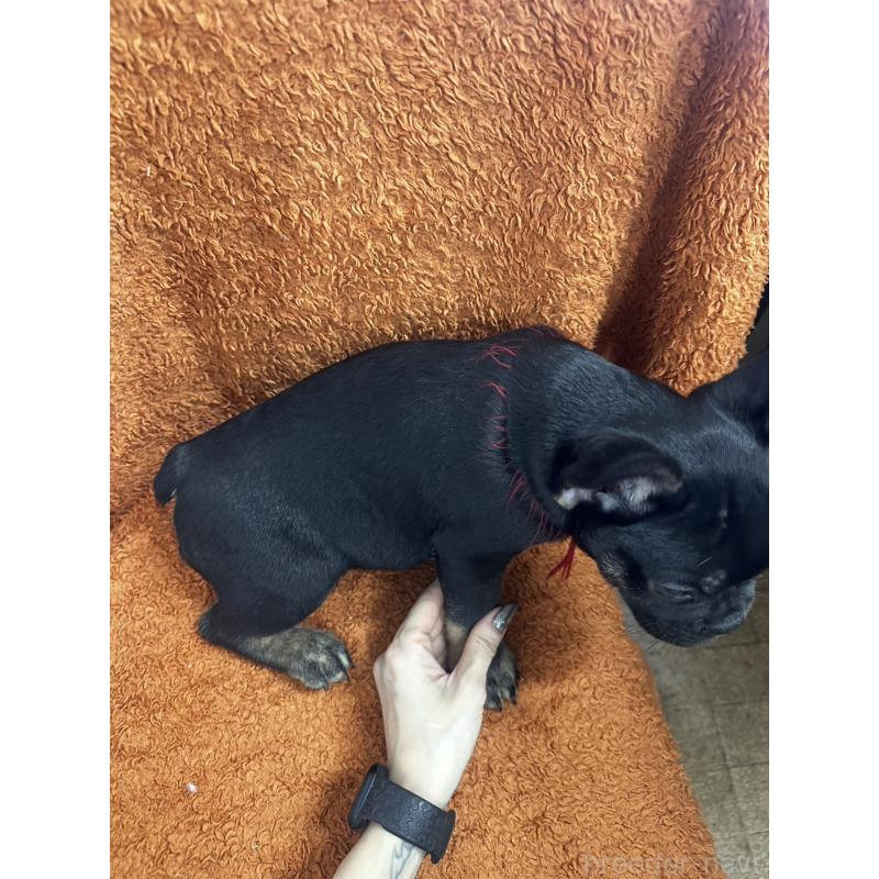 販売中の千葉県のフレンチブルドッグ-420544の3枚目