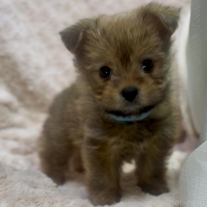 販売中の神奈川県のミックス犬-422167