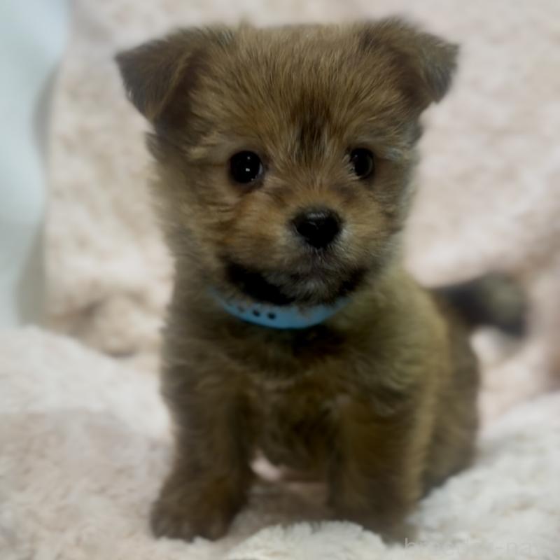 商談中の神奈川県のミックス犬-422167の6枚目