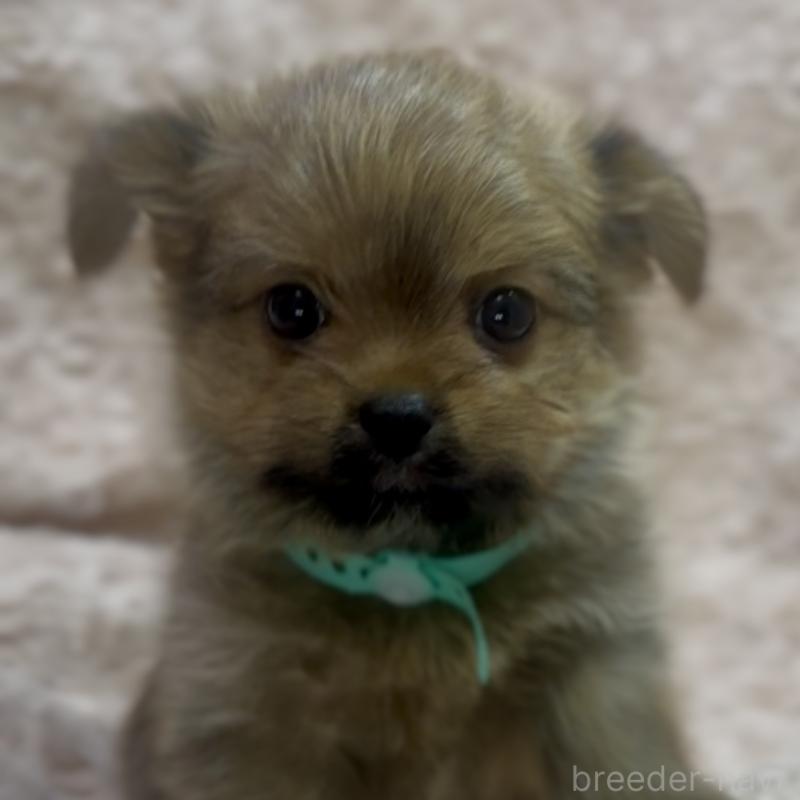 成約済の神奈川県のミックス犬-422169の3枚目