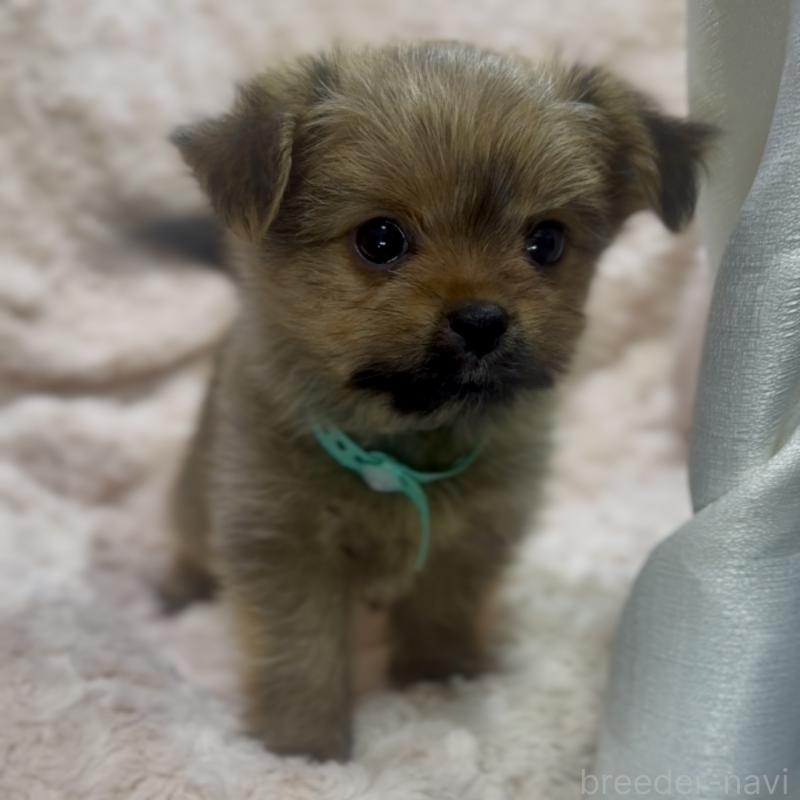 成約済の神奈川県のミックス犬-422169