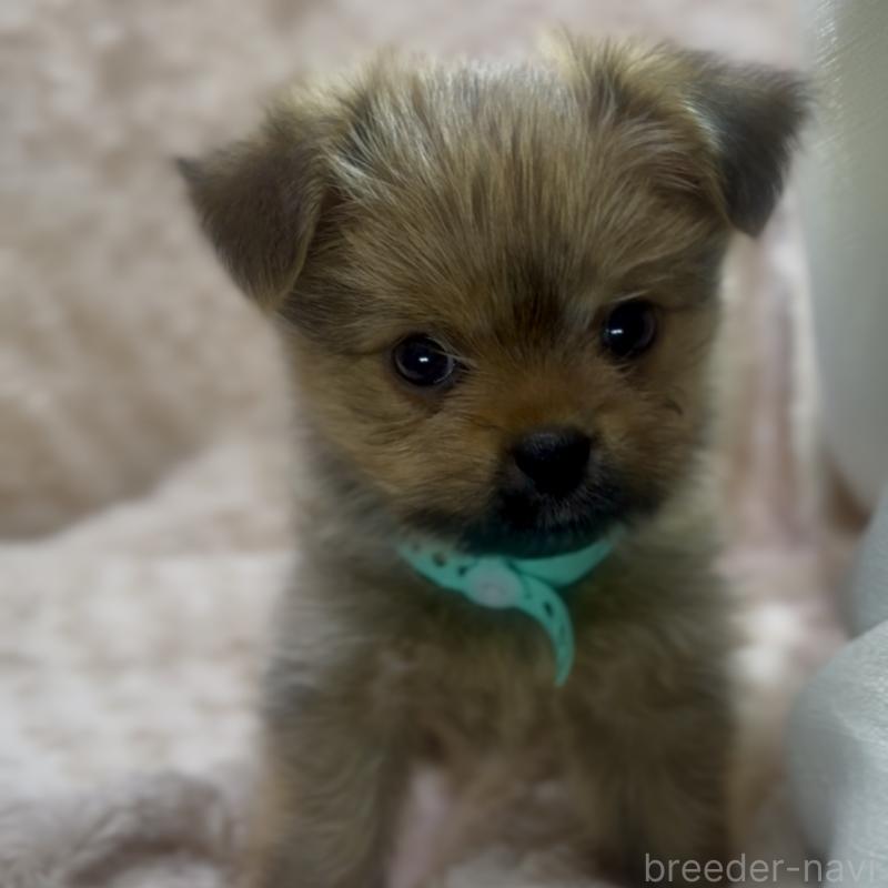 成約済の神奈川県のミックス犬-422169の2枚目