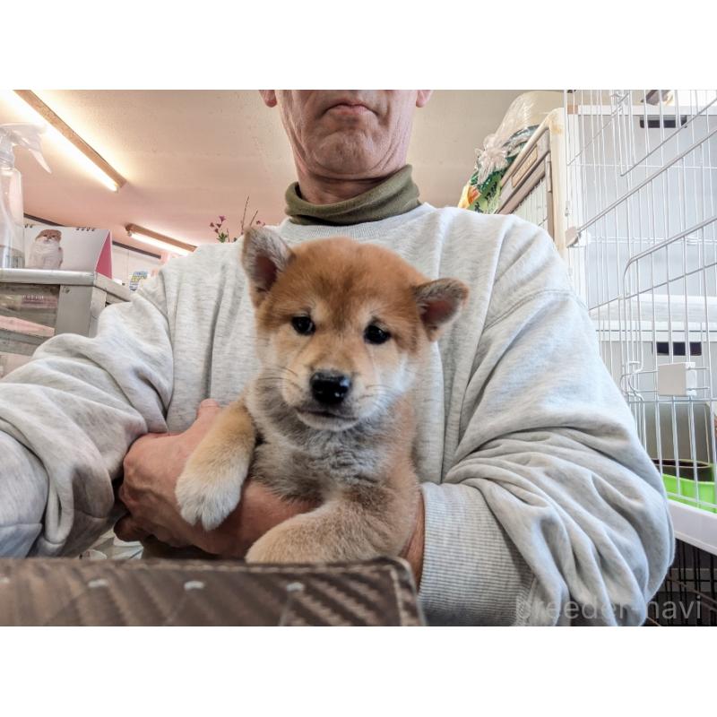 販売中の茨城県の柴犬-423529