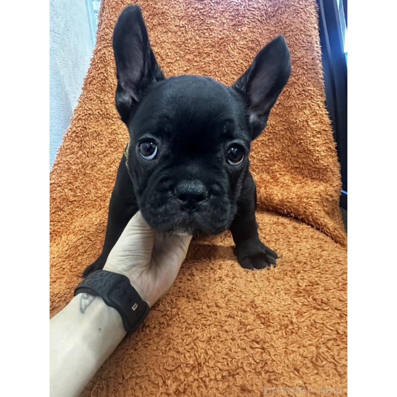 販売中の千葉県のフレンチブルドッグ-420550の5枚目