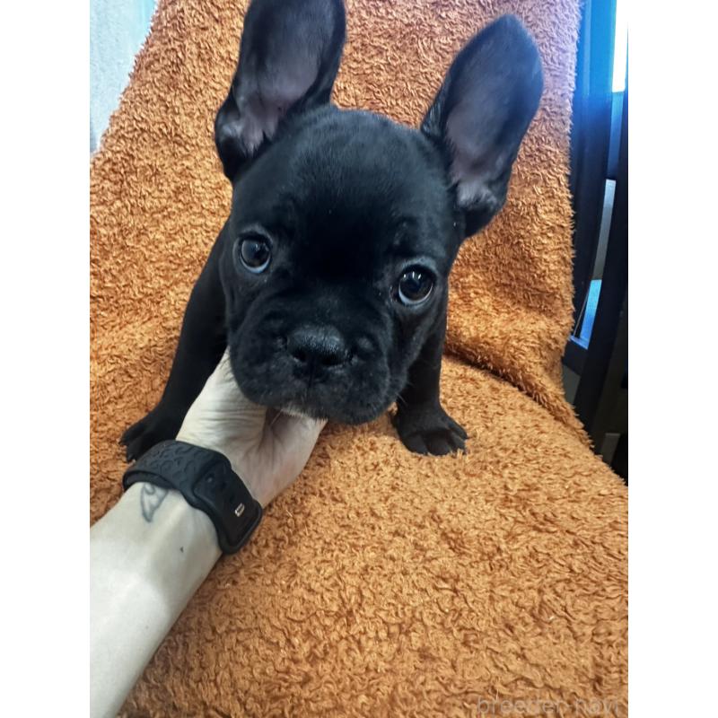 販売中の千葉県のフレンチブルドッグ-420550の4枚目