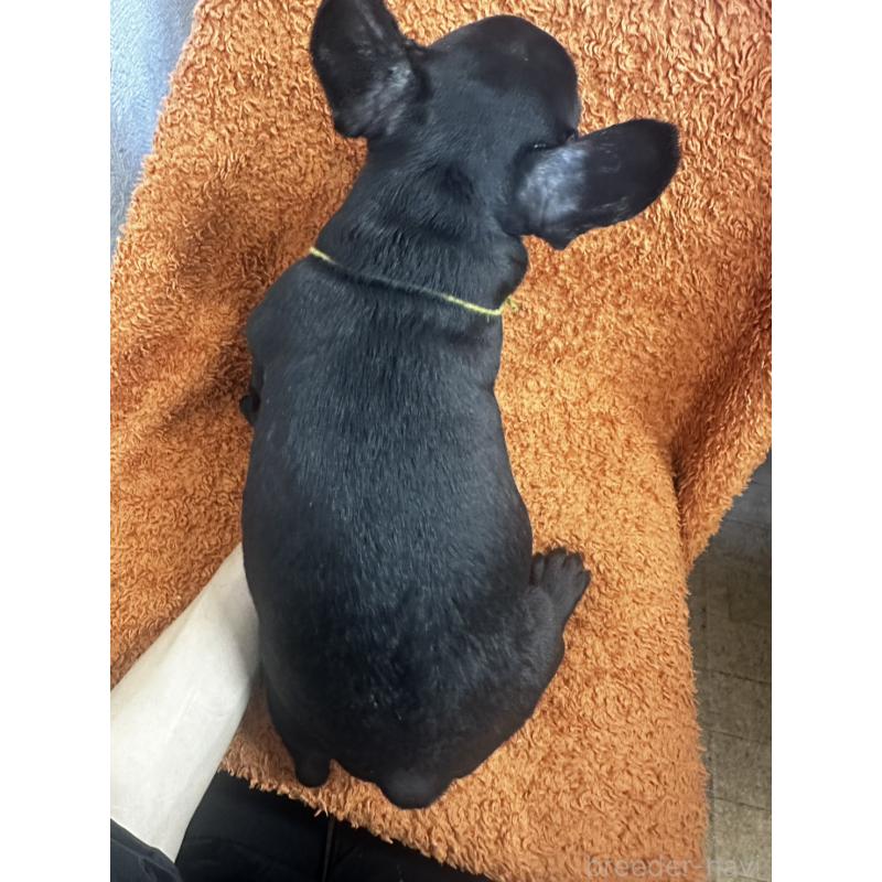 販売中の千葉県のフレンチブルドッグ-420550の3枚目