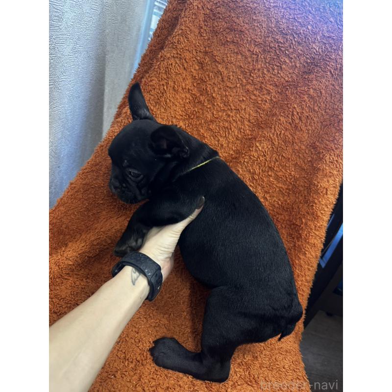 販売中の千葉県のフレンチブルドッグ-420550の2枚目