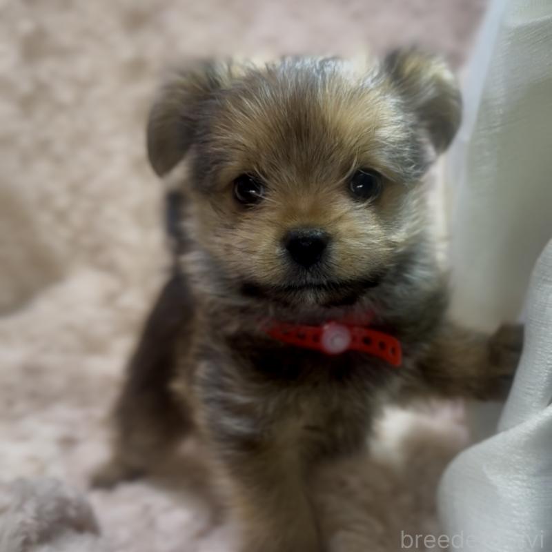 成約済の神奈川県のミックス犬-422170