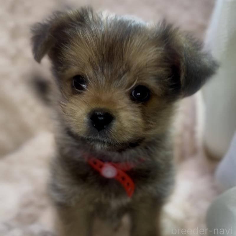 成約済の神奈川県のミックス犬-422170の3枚目