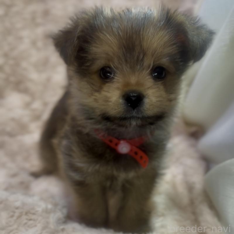 成約済の神奈川県のミックス犬-422170の2枚目