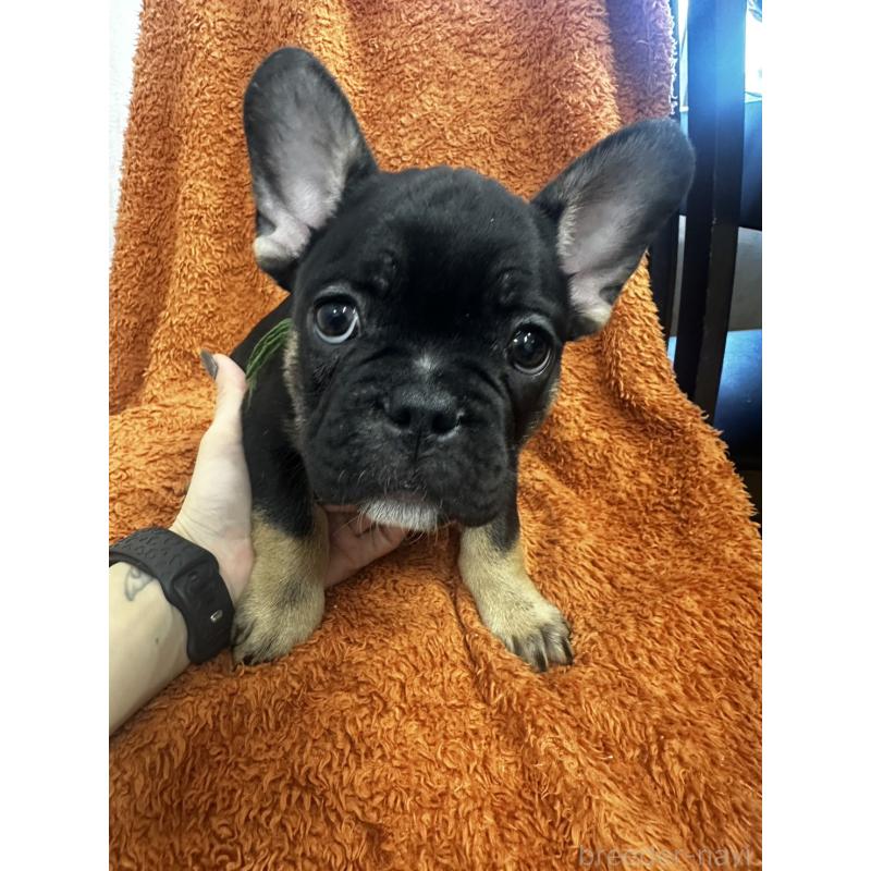 販売中の千葉県のフレンチブルドッグ-420546の5枚目