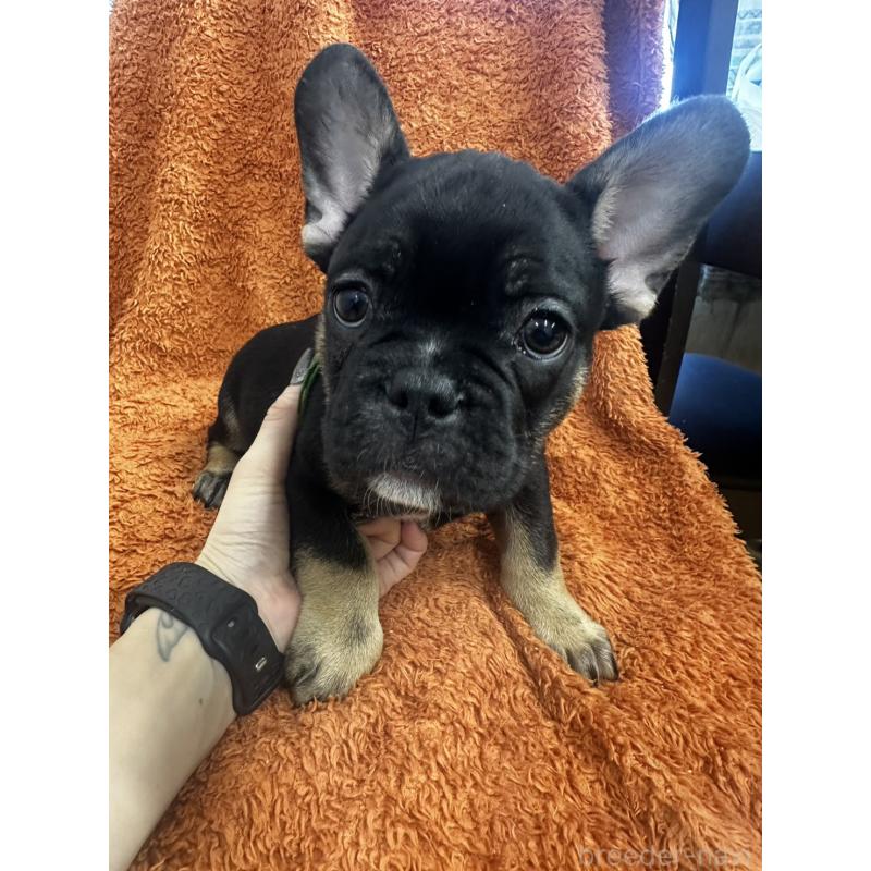 販売中の千葉県のフレンチブルドッグ-420546の4枚目
