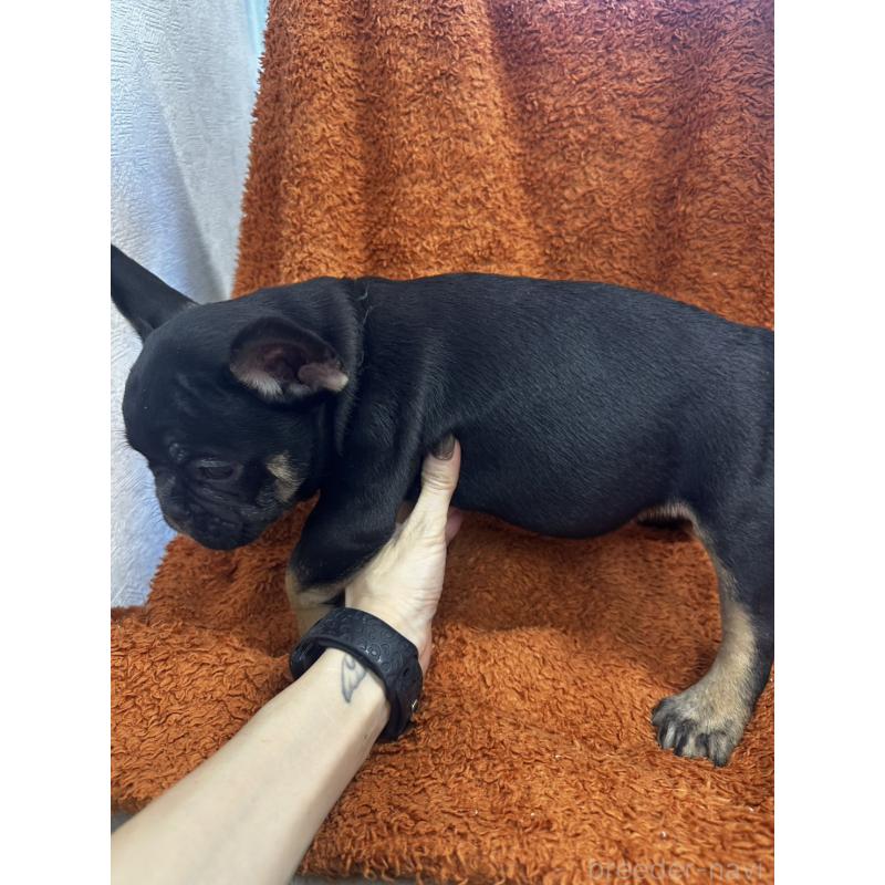 販売中の千葉県のフレンチブルドッグ-420546の3枚目