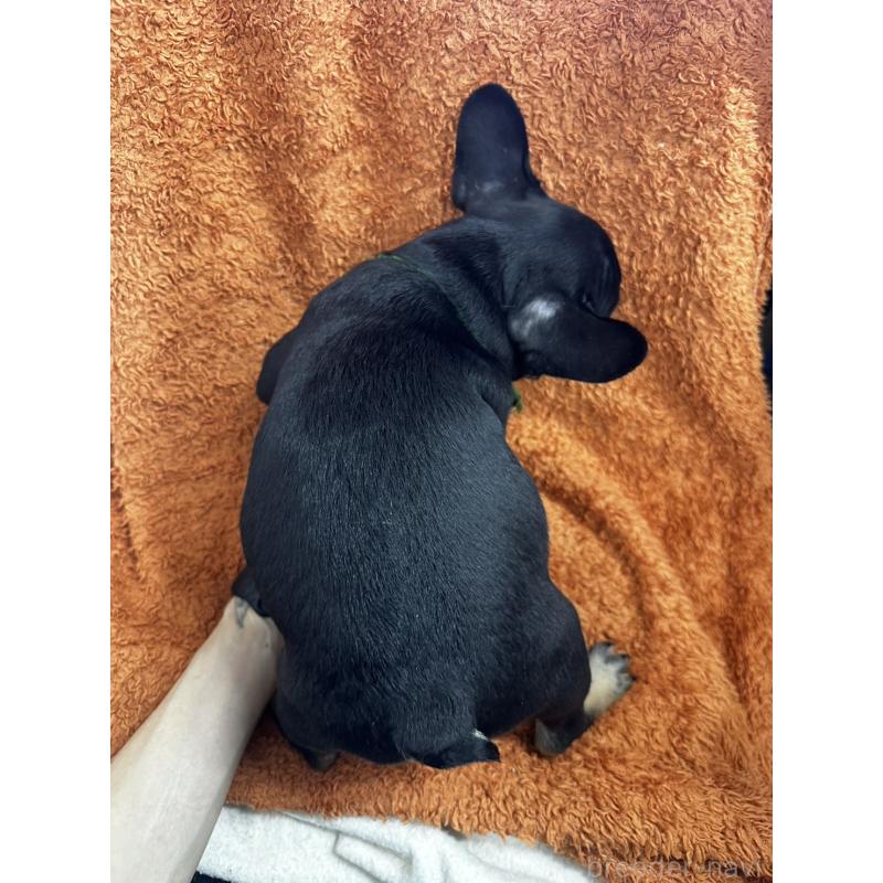 販売中の千葉県のフレンチブルドッグ-420546の2枚目