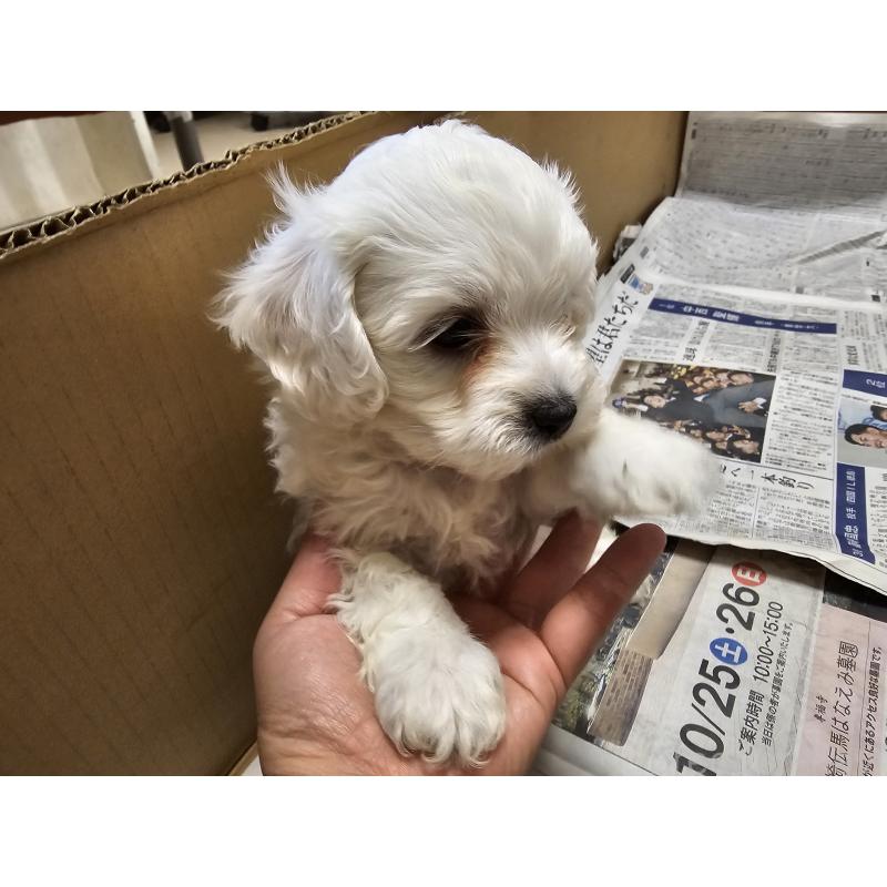 販売中の愛知県のビションフリーゼ-427973の7枚目