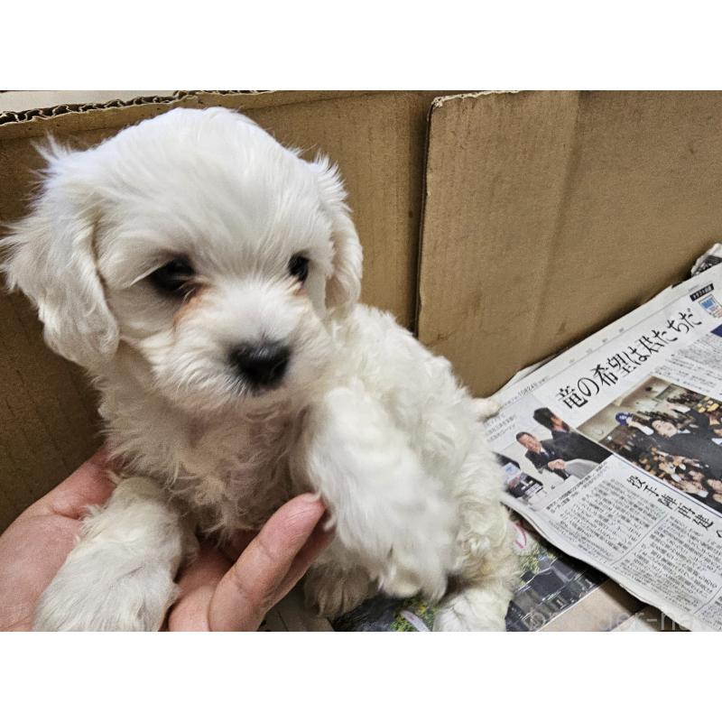 販売中の愛知県のビションフリーゼ-427973の6枚目