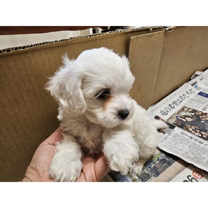 販売中の愛知県のビションフリーゼ-427973の5枚目