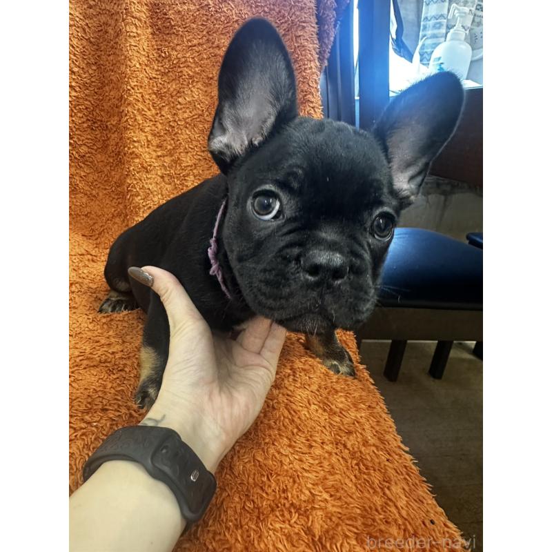 販売中の千葉県のフレンチブルドッグ-420547の4枚目