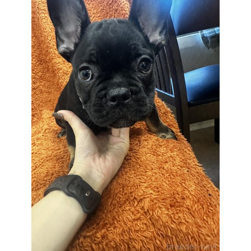 販売中の千葉県のフレンチブルドッグ-420547の3枚目