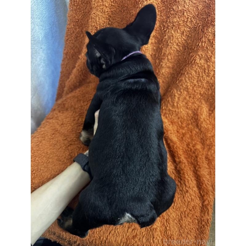 販売中の千葉県のフレンチブルドッグ-420547の2枚目