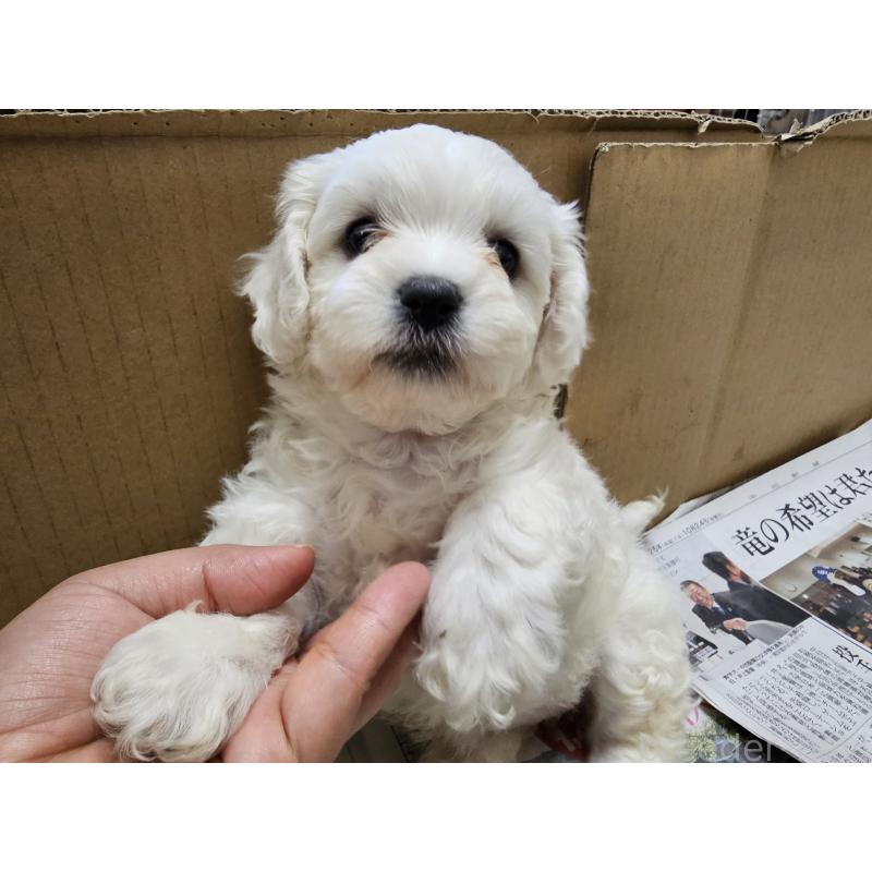 販売中の愛知県のビションフリーゼ-427973の4枚目