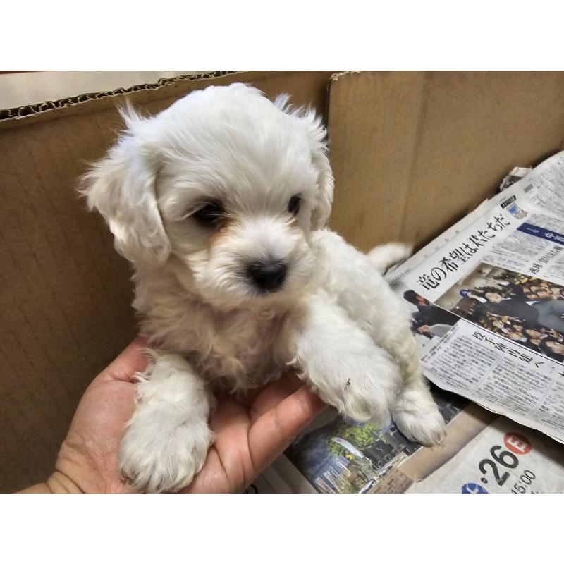 販売中の愛知県のビションフリーゼ-427973の3枚目