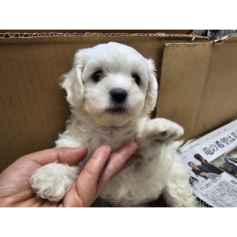 販売中の愛知県のビションフリーゼ-427973の2枚目