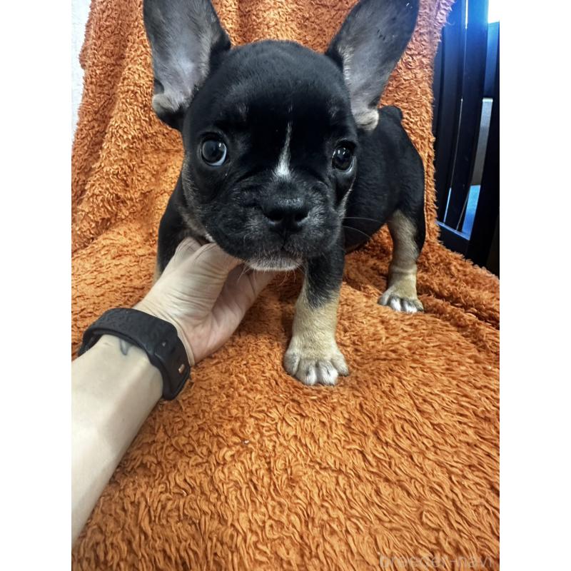 販売中の千葉県のフレンチブルドッグ-420542の5枚目