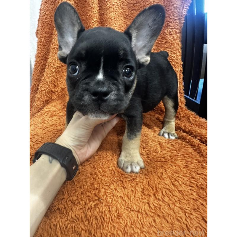 販売中の千葉県のフレンチブルドッグ-420542の4枚目