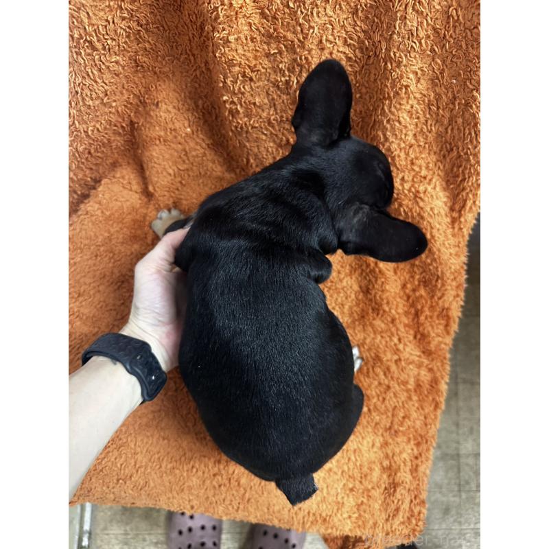 販売中の千葉県のフレンチブルドッグ-420542の3枚目