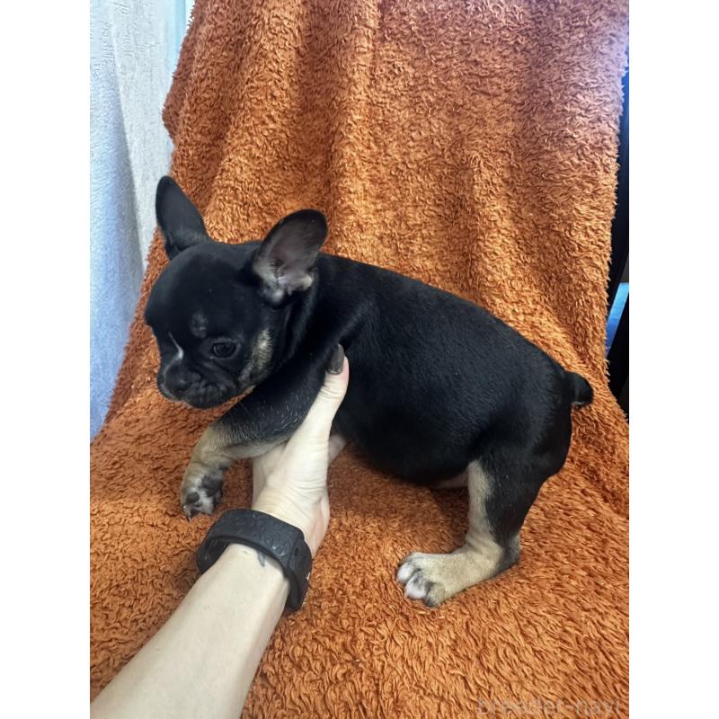 販売中の千葉県のフレンチブルドッグ-420542の2枚目