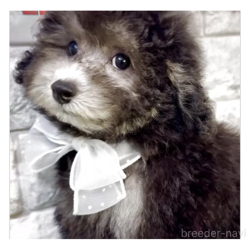 販売中の埼玉県のタイニープードル-420918の1枚目