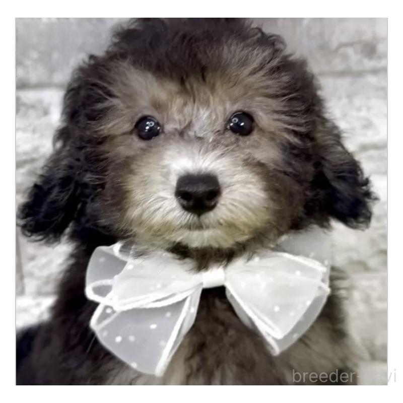 販売中の埼玉県のタイニープードル-420918の3枚目