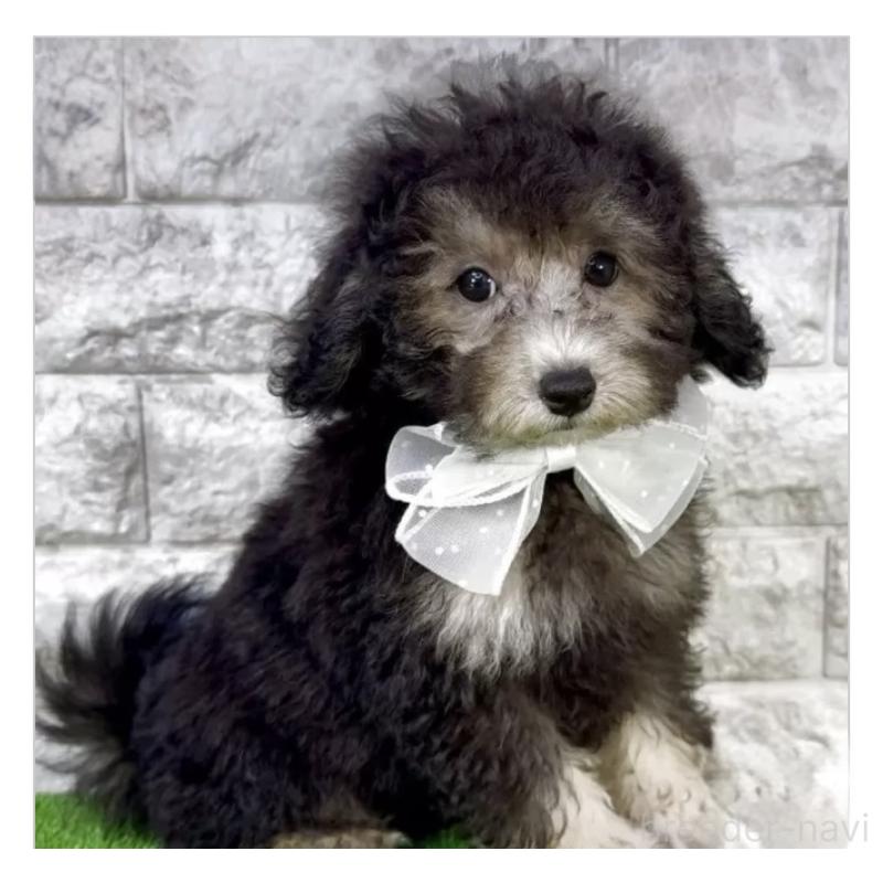 販売中の埼玉県のタイニープードル-420918の2枚目