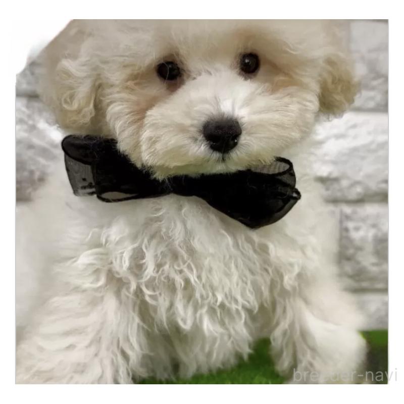 販売中の埼玉県のタイニープードル-422420の6枚目