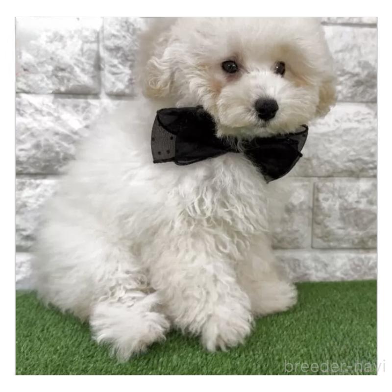 販売中の埼玉県のタイニープードル-422420の5枚目