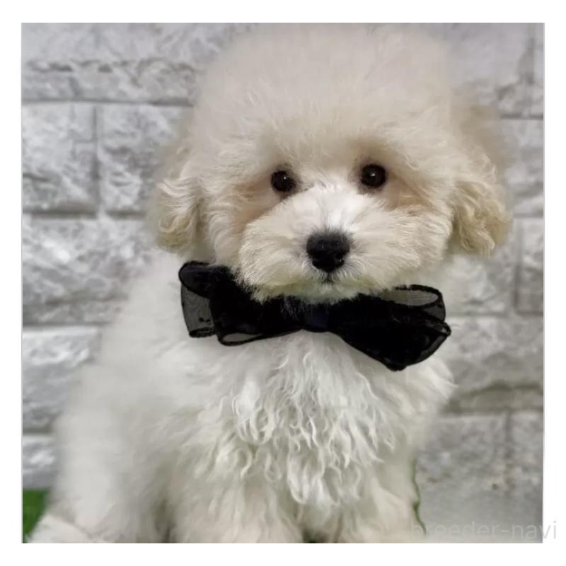 販売中の埼玉県のタイニープードル-422420の4枚目