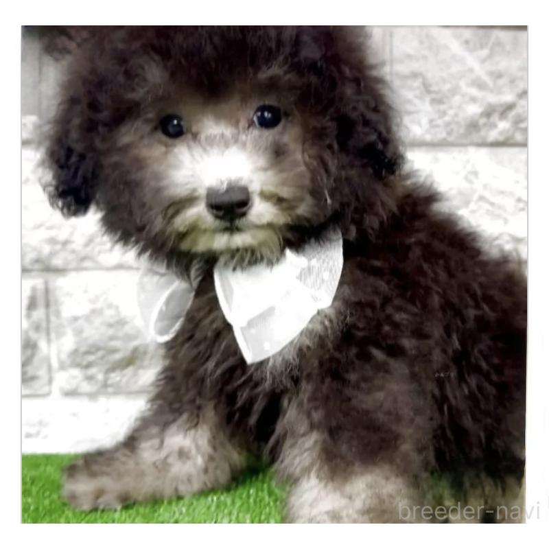 販売中の埼玉県のタイニープードル-420917の1枚目