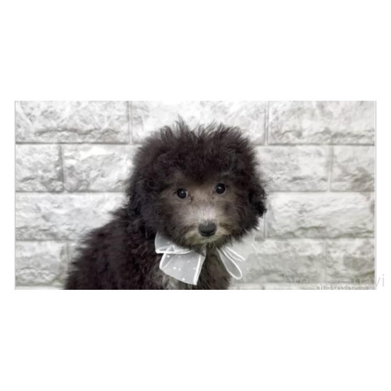 販売中の埼玉県のタイニープードル-420917の3枚目