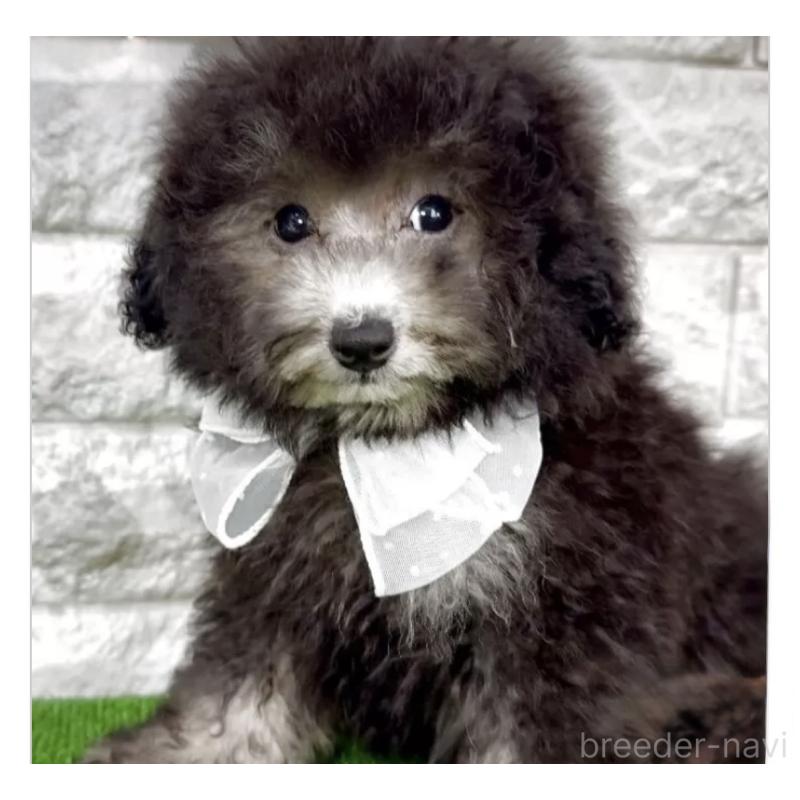 販売中の埼玉県のタイニープードル-420917の2枚目