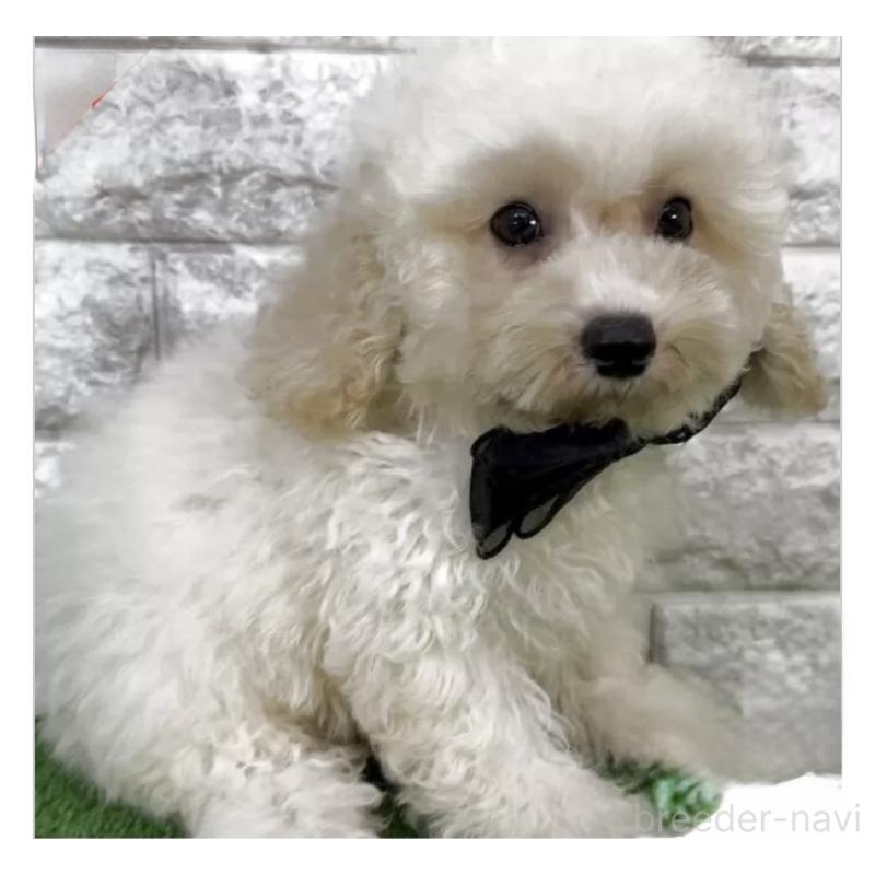 販売中の埼玉県のビションプー:ビションフリーゼ×トイプードル-423432