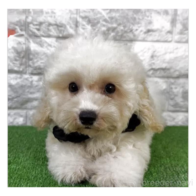 販売中の埼玉県のビションプー:ビションフリーゼ×トイプードル-423432の3枚目