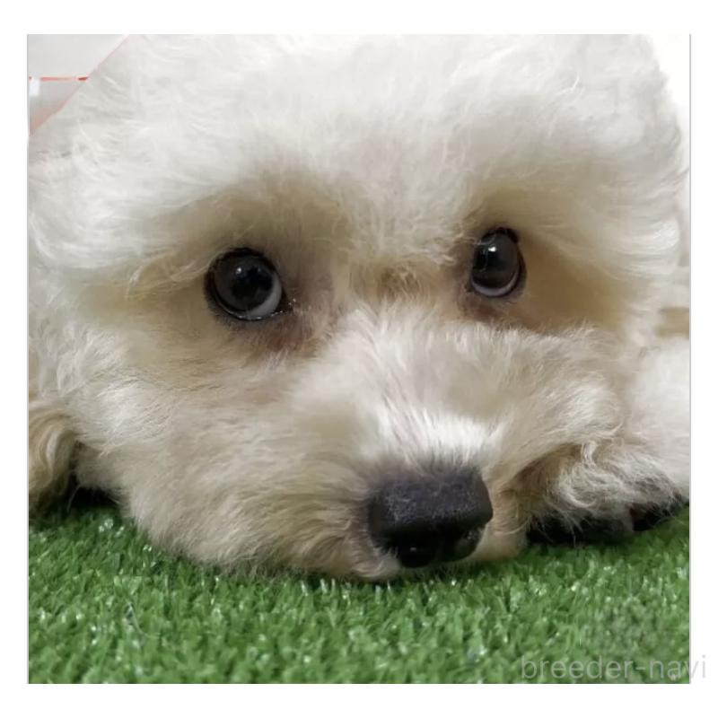 販売中の埼玉県のビションプー:ビションフリーゼ×トイプードル-423432の2枚目