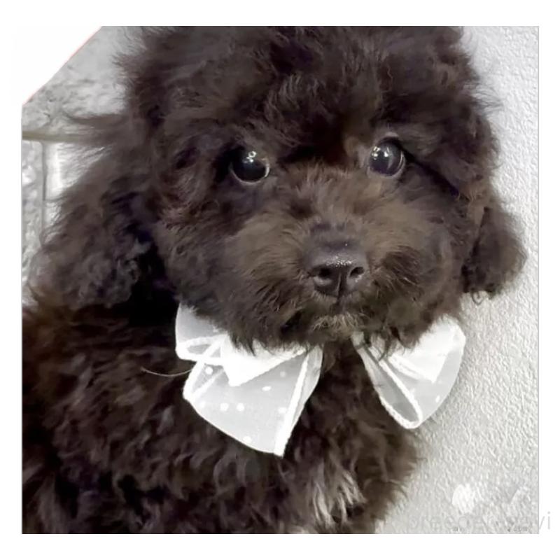 販売中の埼玉県のビションプー:ビションフリーゼ×トイプードル-423430の1枚目