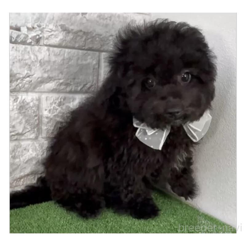 販売中の埼玉県のビションプー:ビションフリーゼ×トイプードル-423430の3枚目